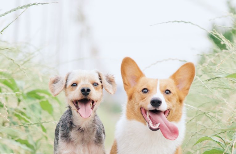 Preventing Home Dog Fights in Orange